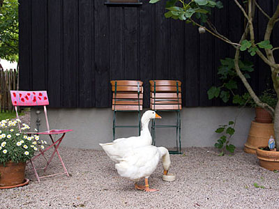 Haustiere, Fachwerkhaus, Klotzbergstrasse, Bühl